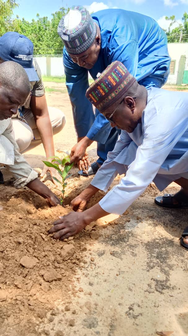 Participants securing soil around a newly planted seedling